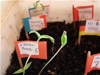 e4b68108-Paradajzi niknuli dio3 (640x480).jpg